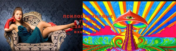 стафф Алзамай